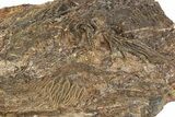 Silurian Fossil Crinoid (Scyphocrinites) Plate - Morocco #214241-1